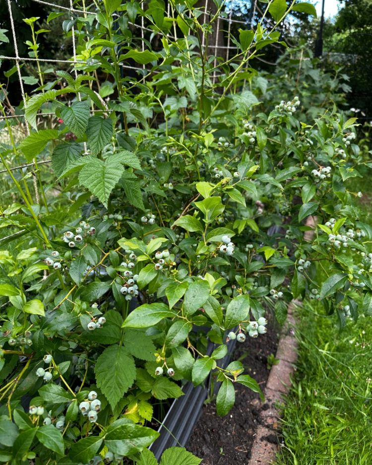 June: Month By Month In Our Scottish Gardens