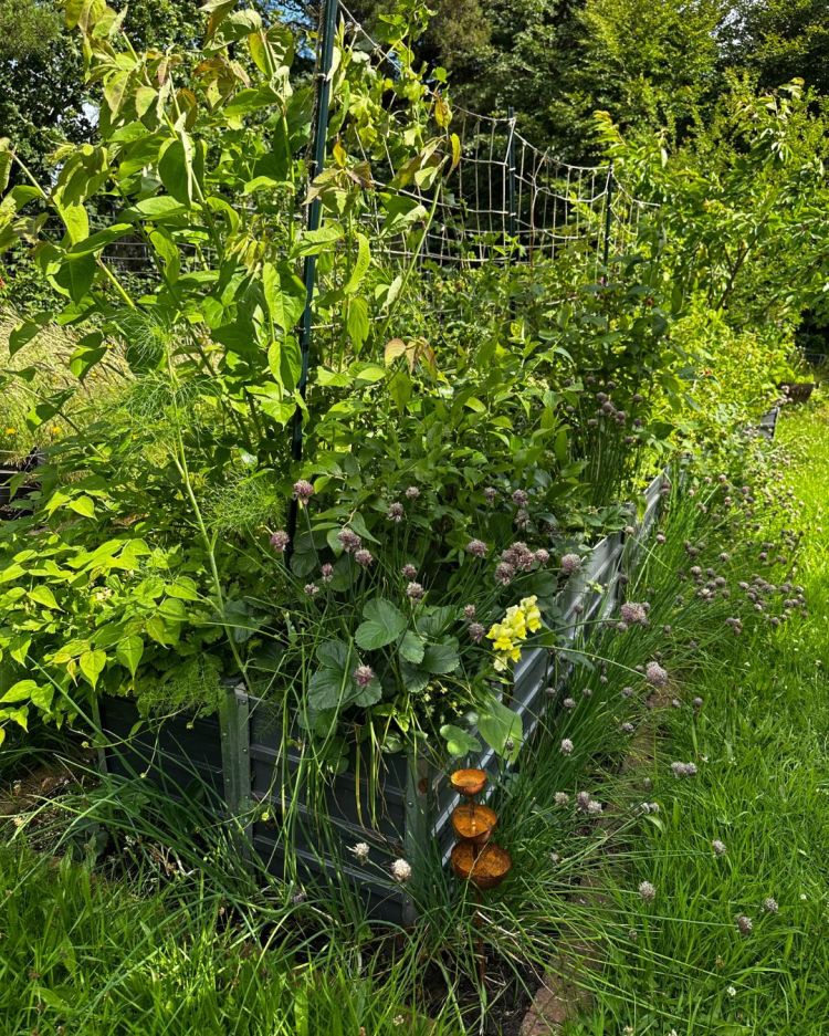 June: Month By Month In Our Scottish Gardens