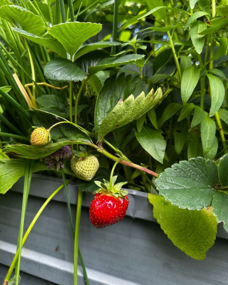June: Month By Month In Our Scottish Gardens