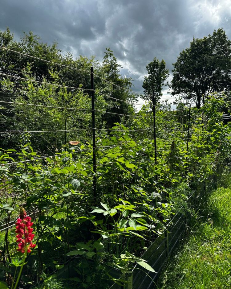 June: Month By Month In Our Scottish Gardens