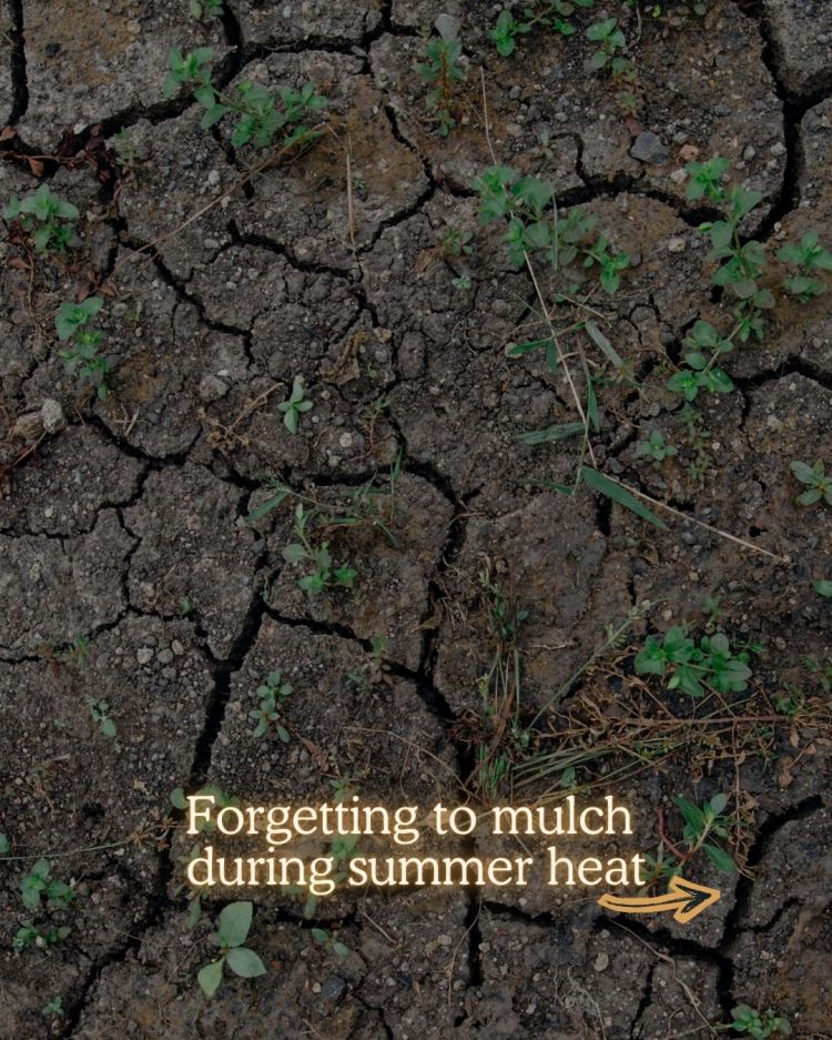 10 Mid Season Garden Mistakes You Can Still Fix (UK Garden Guide)