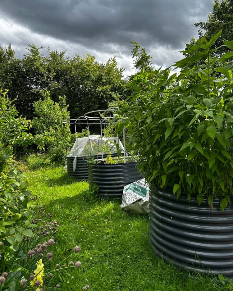 June: Month By Month In Our Scottish Gardens