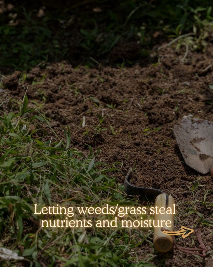 10 Mid Season Garden Mistakes You Can Still Fix (UK Garden Guide)
