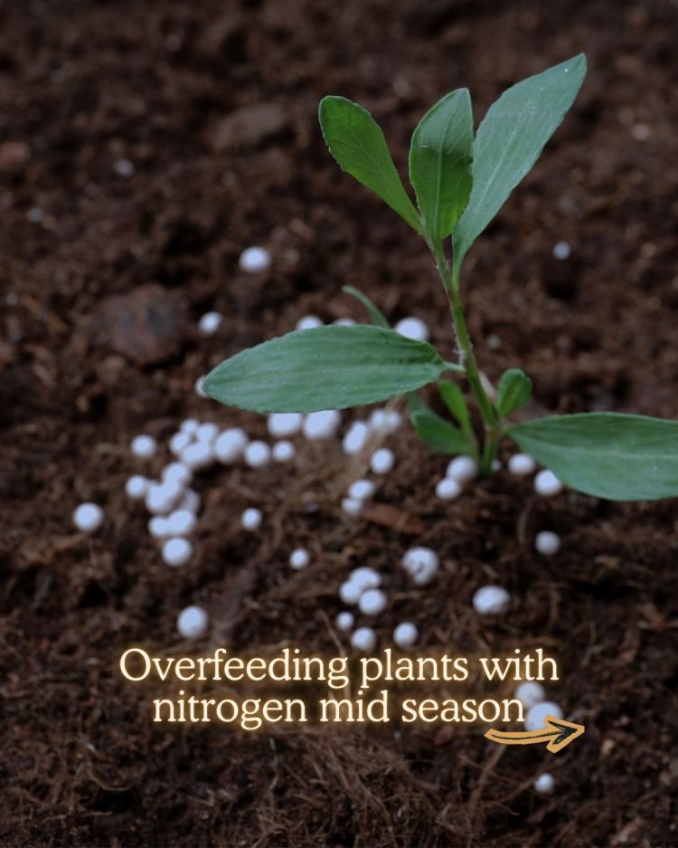 10 Mid Season Garden Mistakes You Can Still Fix (UK Garden Guide)