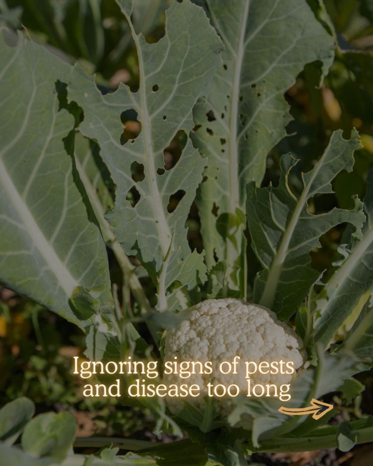 10 Mid Season Garden Mistakes You Can Still Fix (UK Garden Guide)