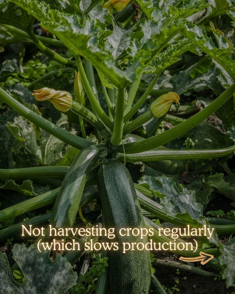 10 Mid Season Garden Mistakes You Can Still Fix (UK Garden Guide)