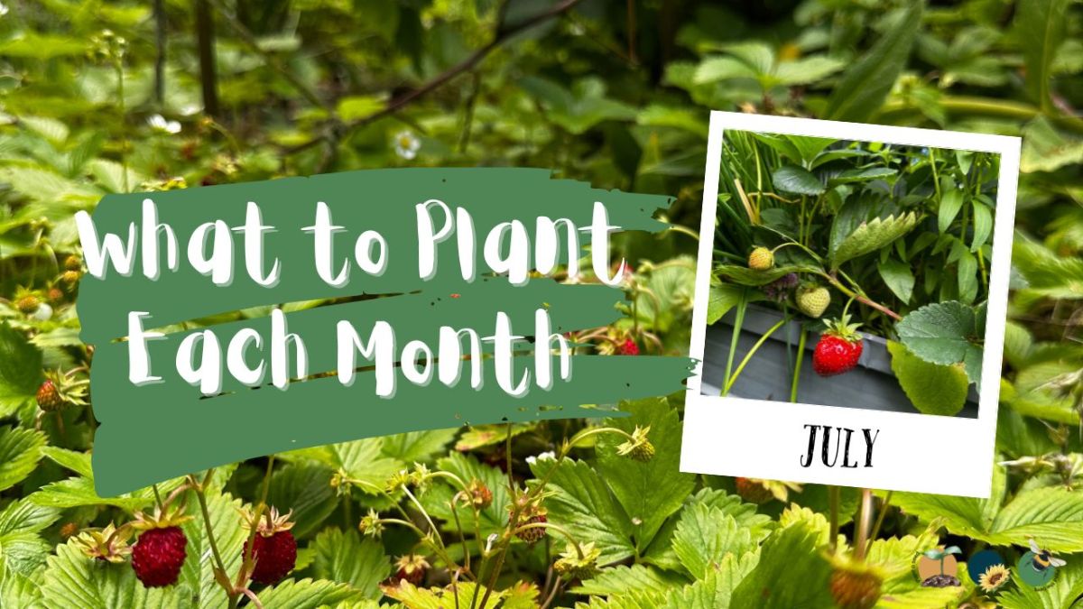 What to Plant in Scotland Each Month: Veg, Fruits, Herbs & Edible Flowers. Planting in&nbsp;July