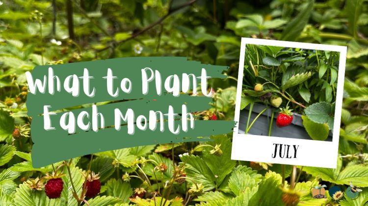 What to Plant in Scotland Each Month: Veg, Fruits, Herbs & Edible Flowers. Planting in July