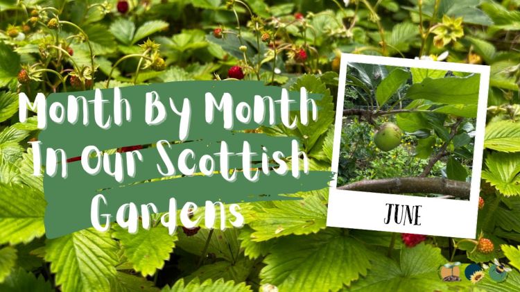 June: Month By Month In Our Scottish Gardens