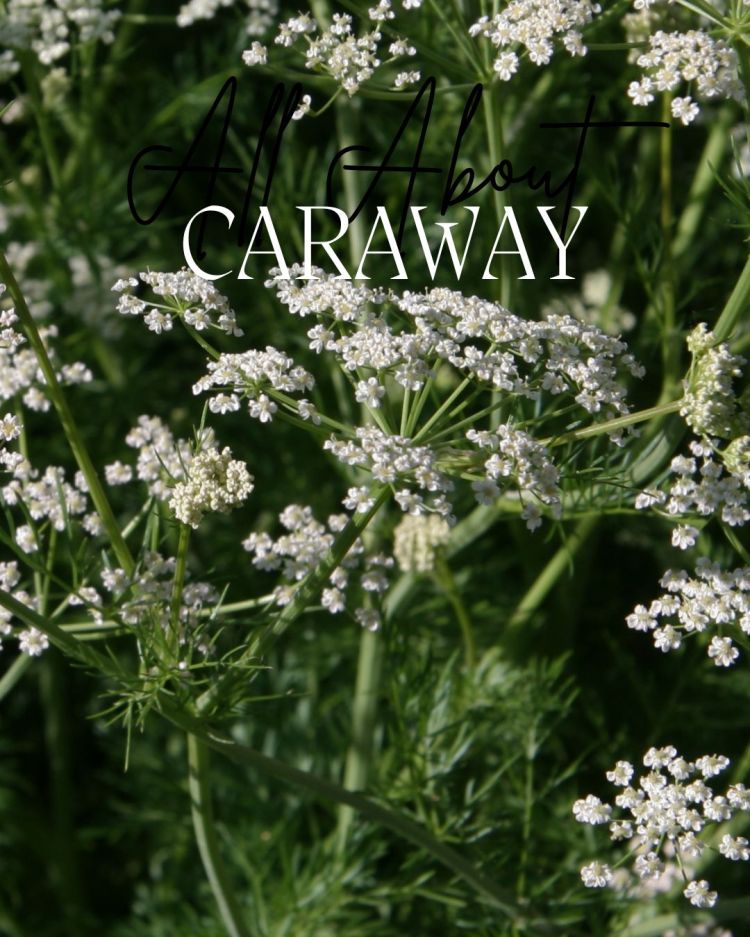 All About Series: Growing, Sowing, Caring For Caraway
