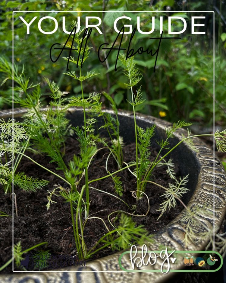 All About Series: Growing, Sowing, Caring For Caraway