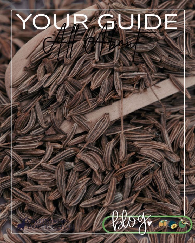 All About Series: Growing, Sowing, Caring For Caraway