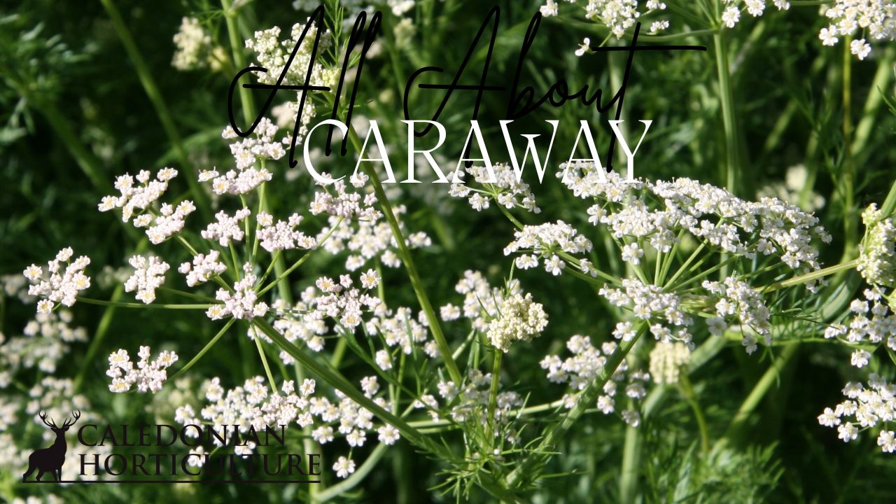 All About Series: Growing, Sowing, Caring For Caraway