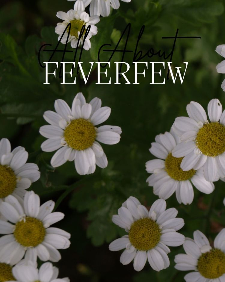 All About Series: Growing, Sowing, Caring For Feverfew