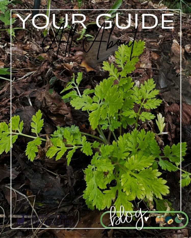 All About Series: Growing, Sowing, Caring For Feverfew
