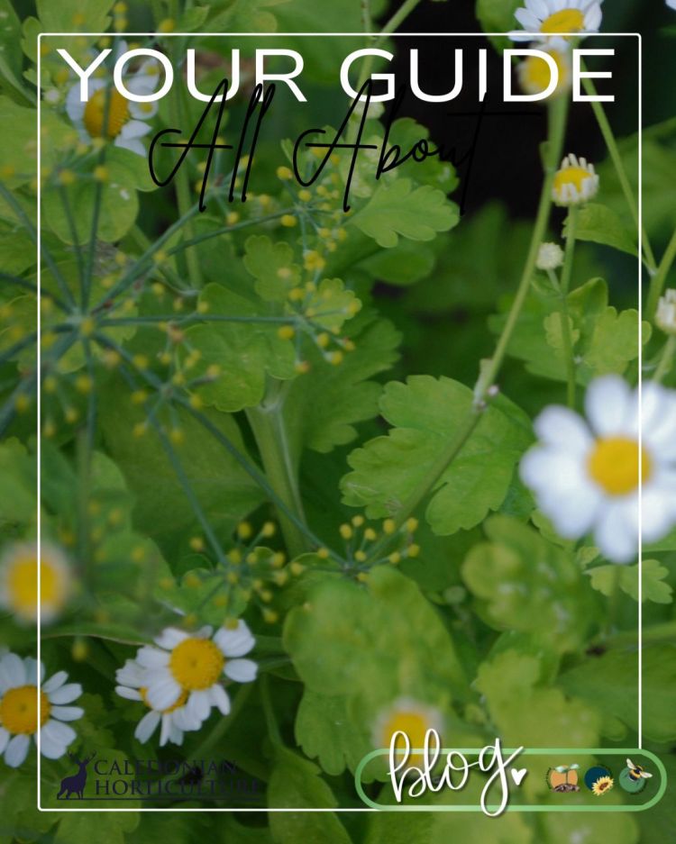 All About Series: Growing, Sowing, Caring For Feverfew