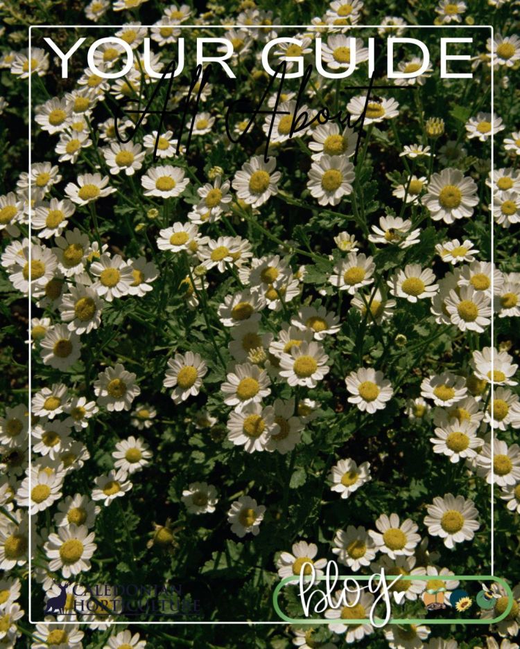 All About Series: Growing, Sowing, Caring For Feverfew