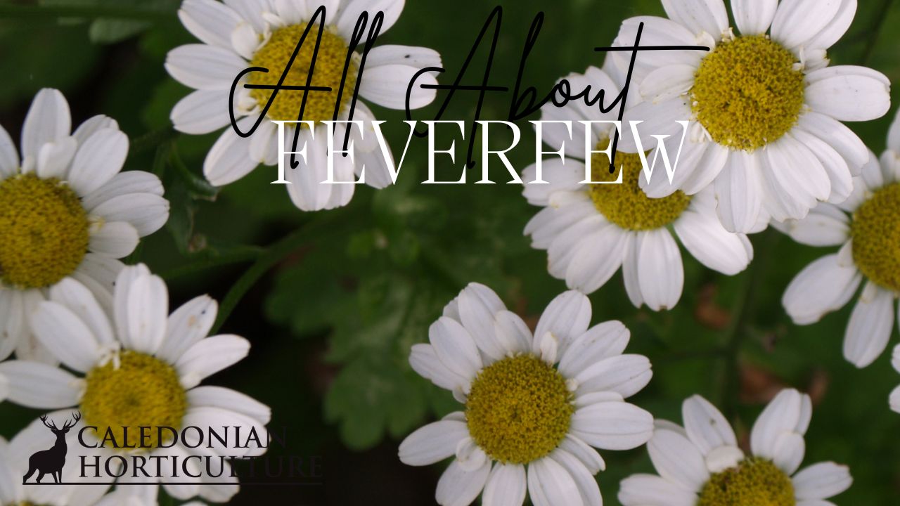 All About Series: Growing, Sowing, Caring For Feverfew