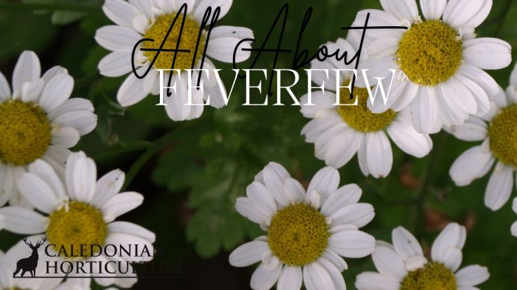 All About Series: Growing, Sowing, Caring For Feverfew
