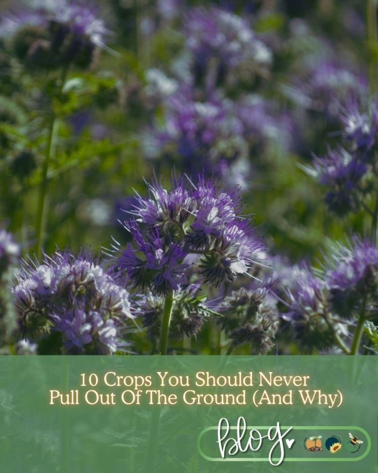 10 Crops You Should Never Pull Out Of The Ground