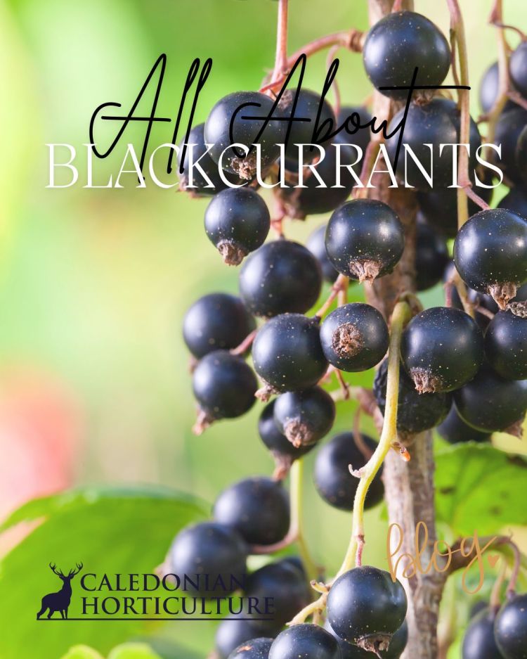 All About Series: Growing, Sowing, Caring For Blackcurrants