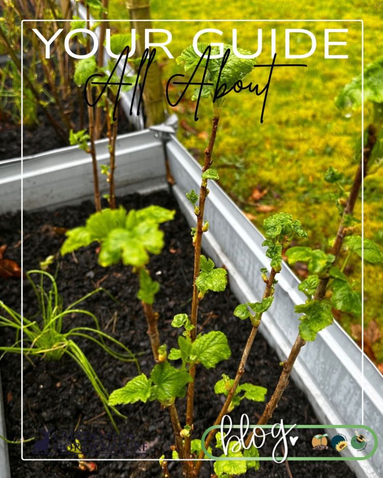 All About Series: Growing, Sowing, Caring For Blackcurrants