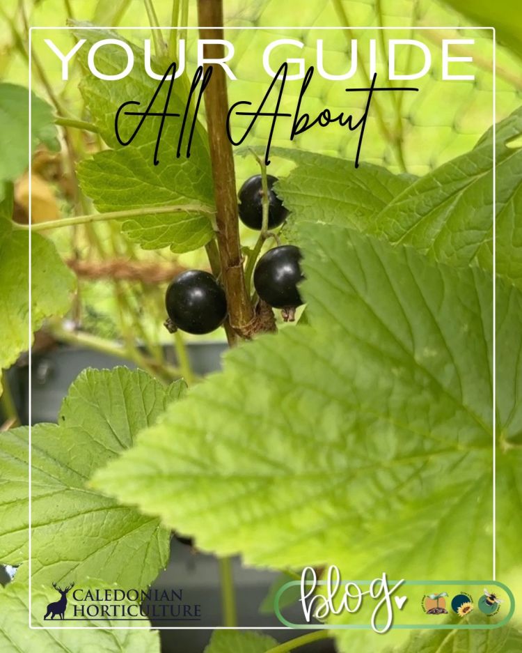 All About Series: Growing, Sowing, Caring For Blackcurrants