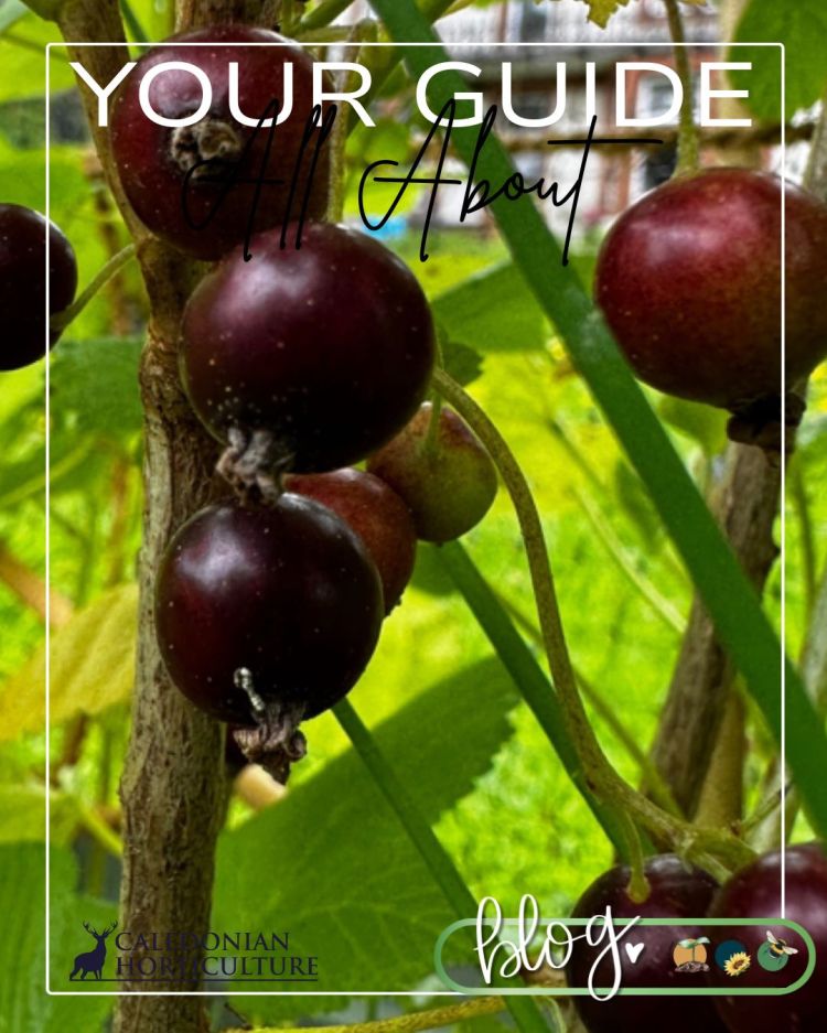 All About Series: Growing, Sowing, Caring For Blackcurrants