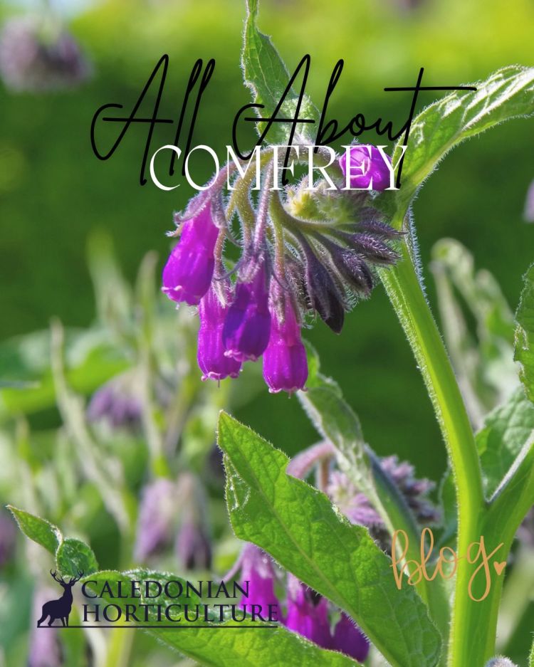 All About Series: Growing, Sowing, Caring For Comfrey