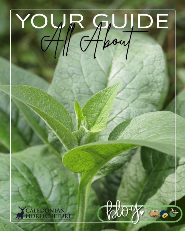 All About Series: Growing, Sowing, Caring For Comfrey