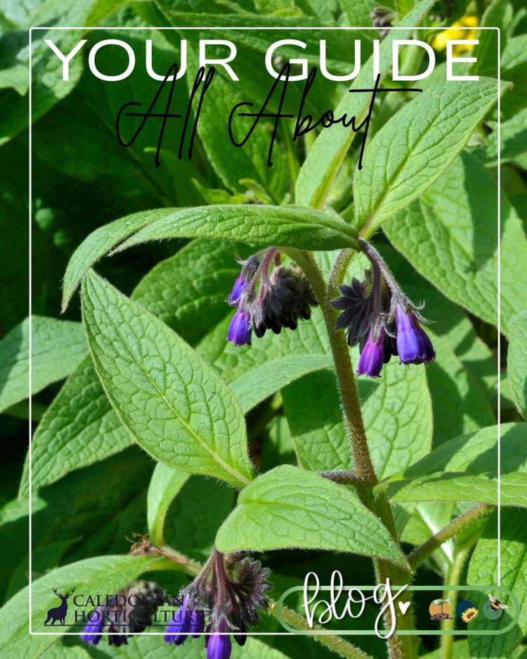 All About Series: Growing, Sowing, Caring For Comfrey