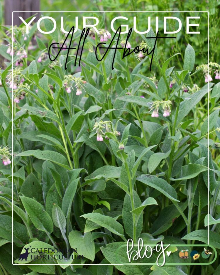 All About Series: Growing, Sowing, Caring For Comfrey