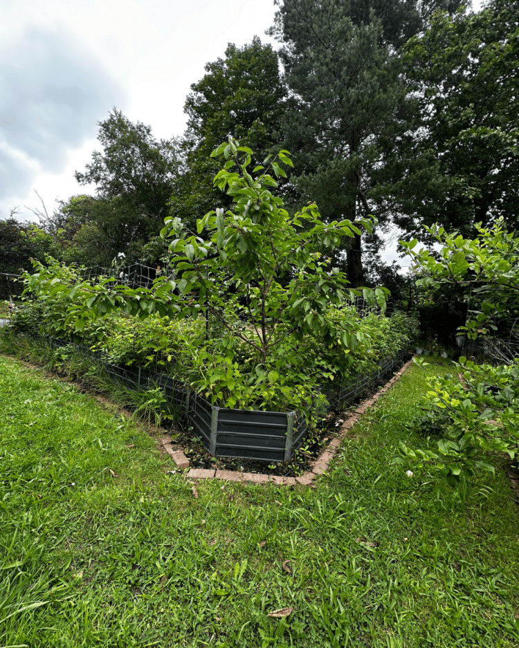 July Month By Month In Our Scottish Gardens