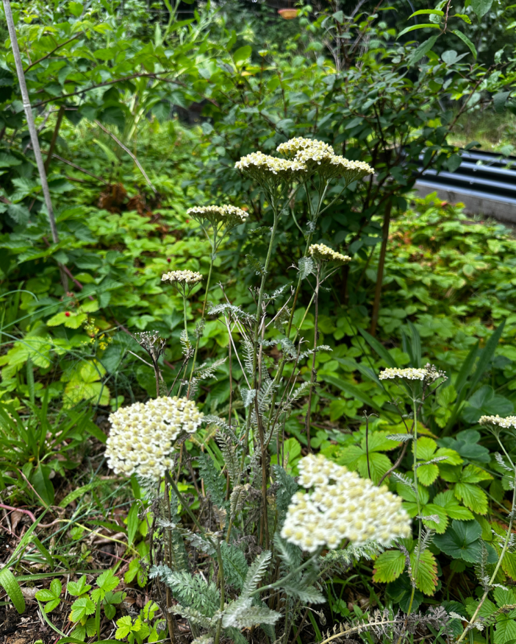July Month By Month In Our Scottish Gardens