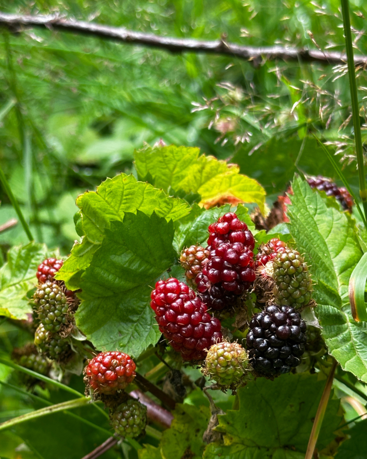 July Month By Month In Our Scottish Gardens