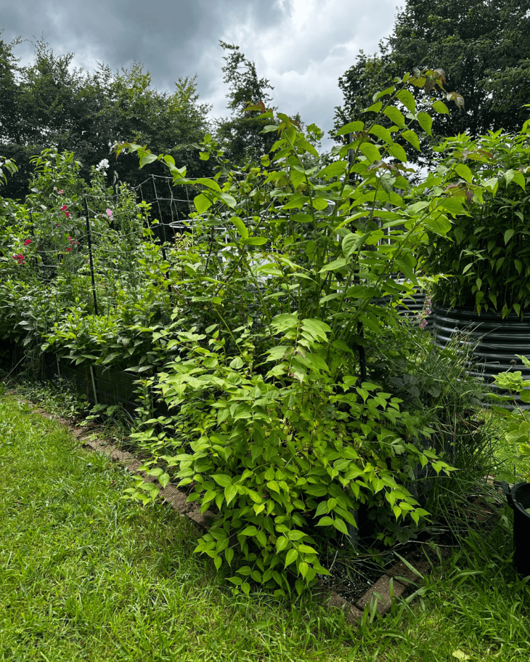 July Month By Month In Our Scottish Gardens