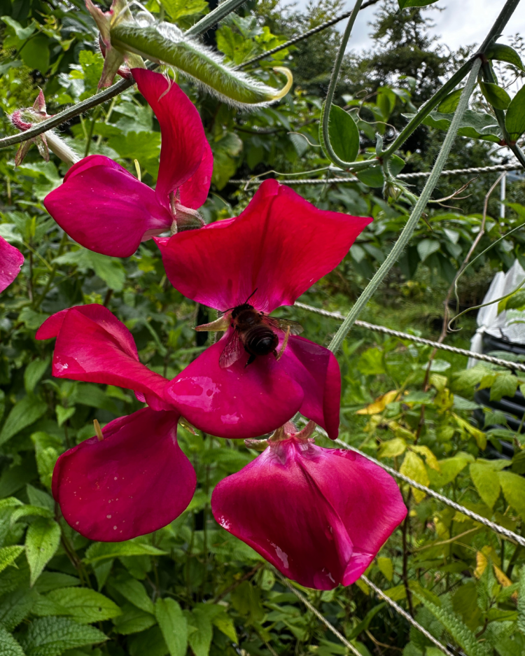 July Month By Month In Our Scottish Gardens
