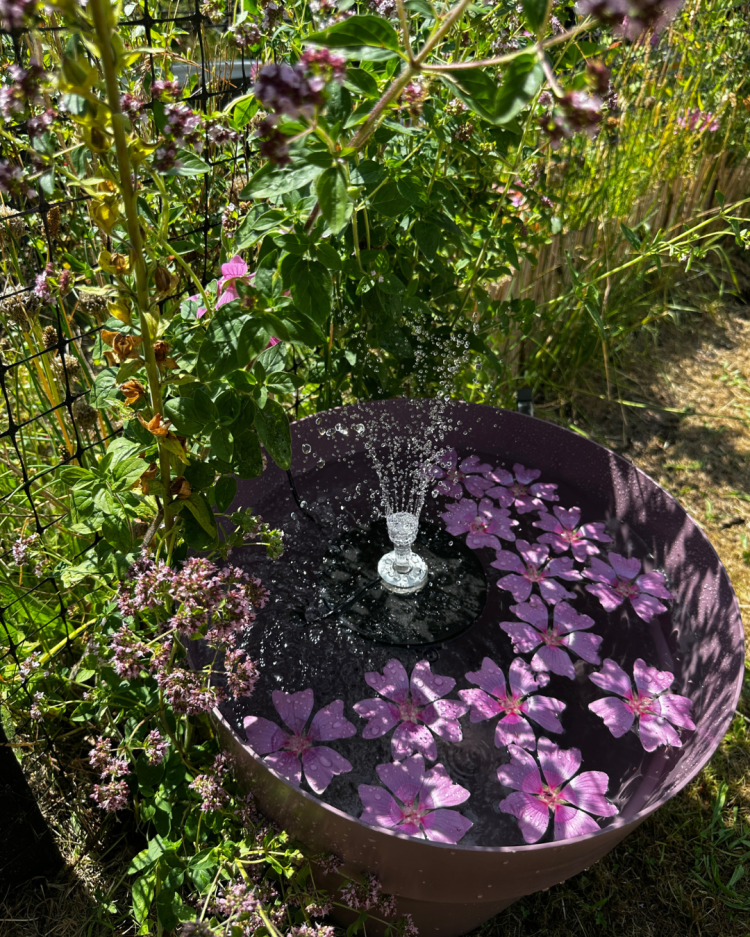 July Month By Month In Our Scottish Gardens