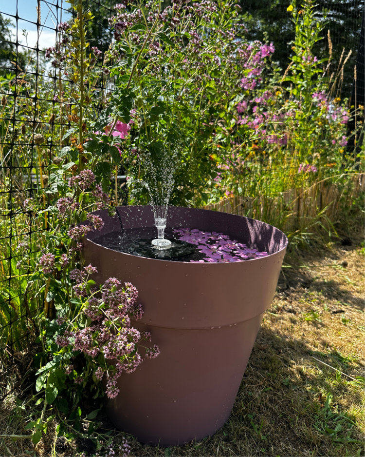 July Month By Month In Our Scottish Gardens