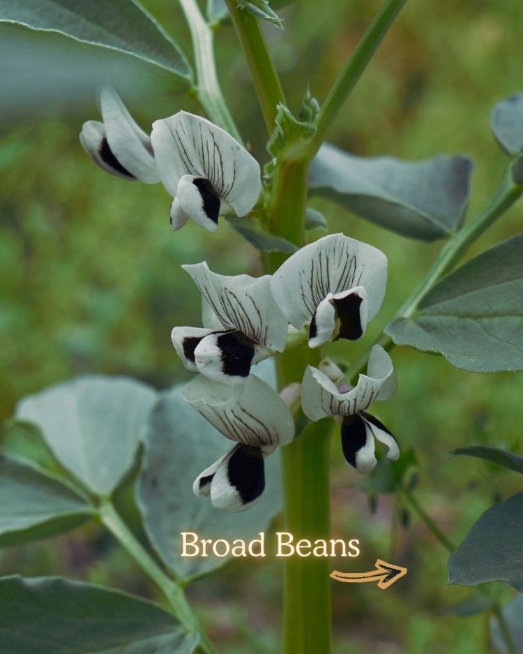 10 Crops You Should Never Pull Out Of The Ground (And Why)