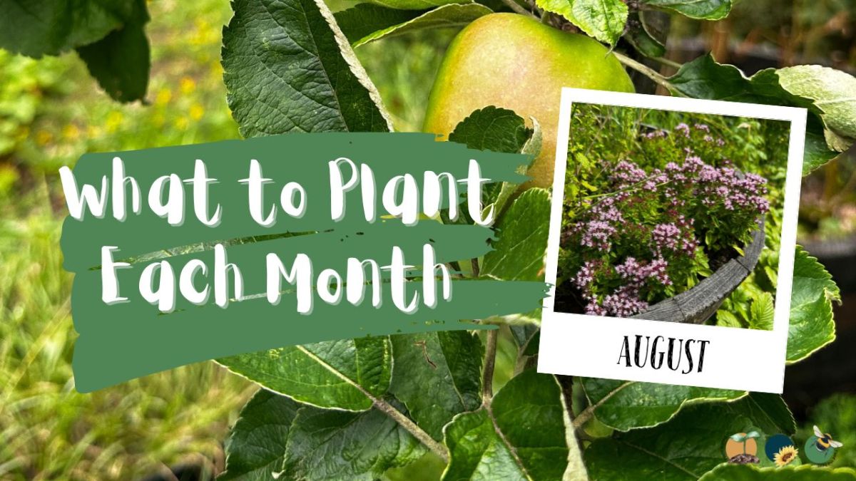 What to Plant in Scotland Each Month: Veg, Fruits, Herbs & Edible Flowers. Planting in&nbsp;August