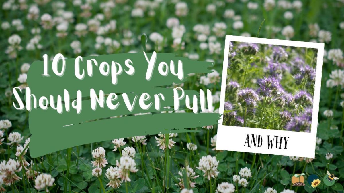 10 Crops You Should Never Pull Out Of The Ground (And&nbsp;Why)