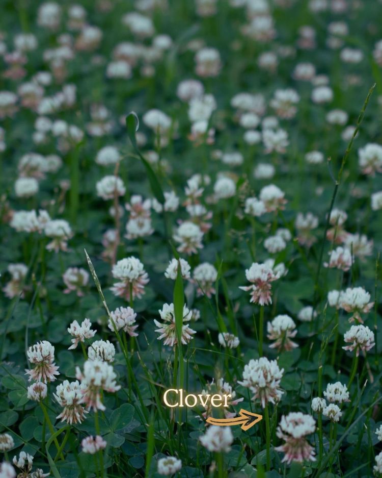 10 Crops You Should Never Pull Out Of The Ground (And Why)