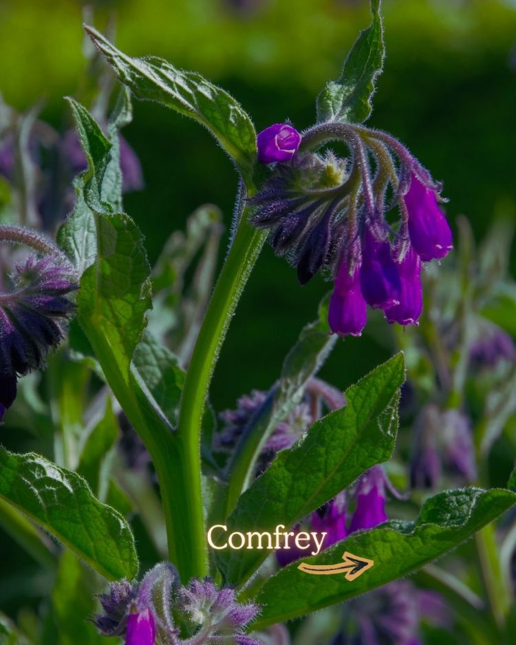 10 Crops You Should Never Pull Out Of The Ground (And Why)
