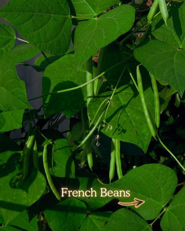 10 Crops You Should Never Pull Out Of The Ground (And Why)