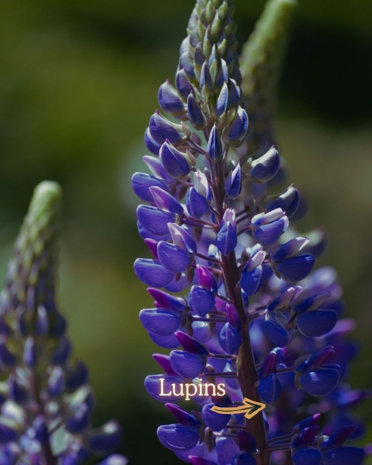 10 Crops You Should Never Pull Out Of The Ground (And Why)