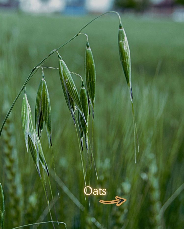 10 Crops You Should Never Pull Out Of The Ground (And Why)
