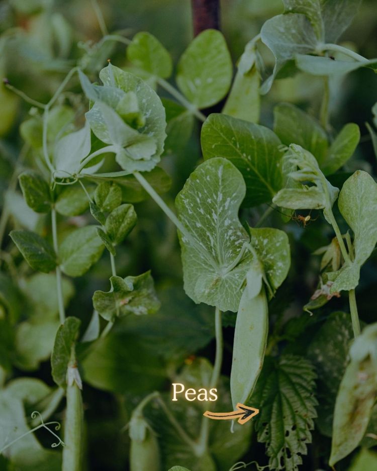 10 Crops You Should Never Pull Out Of The Ground (And Why)