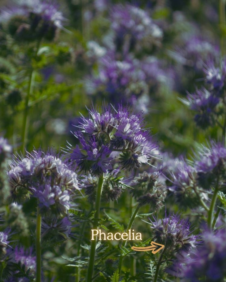 10 Crops You Should Never Pull Out Of The Ground (And Why)