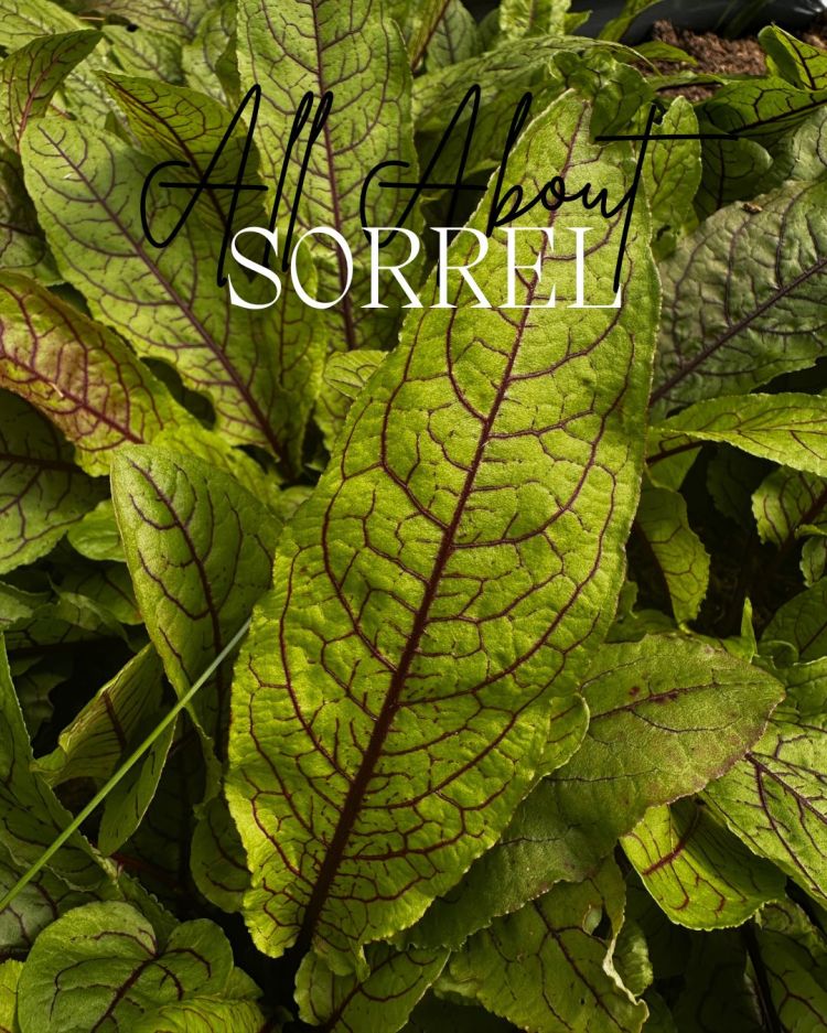 All About Series: Growing, Sowing, Caring For Sorrel